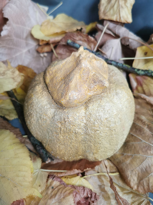 Betonkürbis beige Baby-Bear